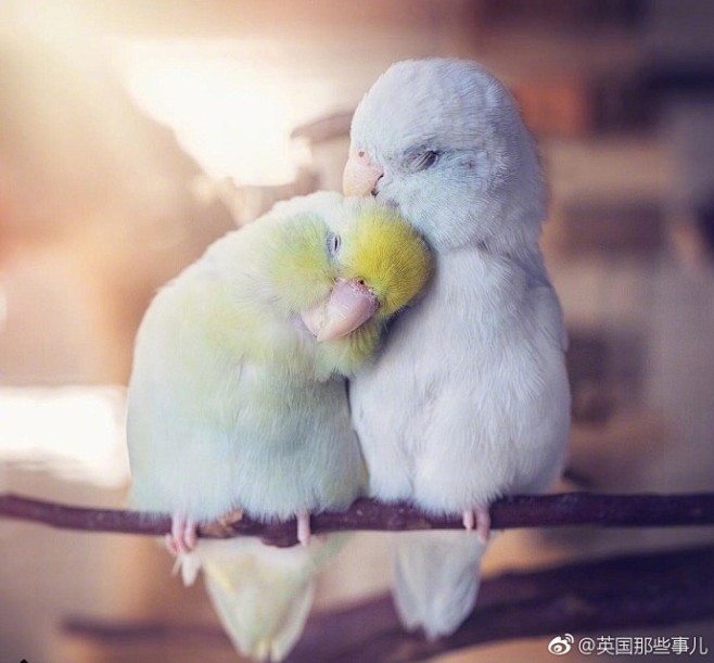 动物摄影家Rupa Sutton发现自己...
