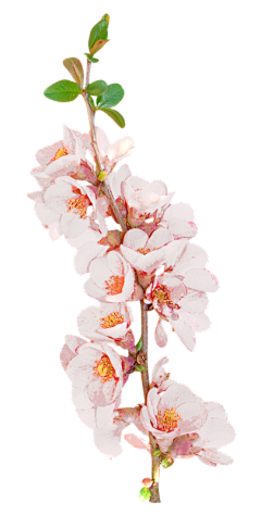 舟23542685采集到花花草草