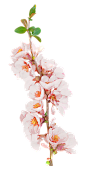 《红花 荷花 蔓藤 兰花 蘑菇》PNG免抠图素材 - 彼岸桃花 - .