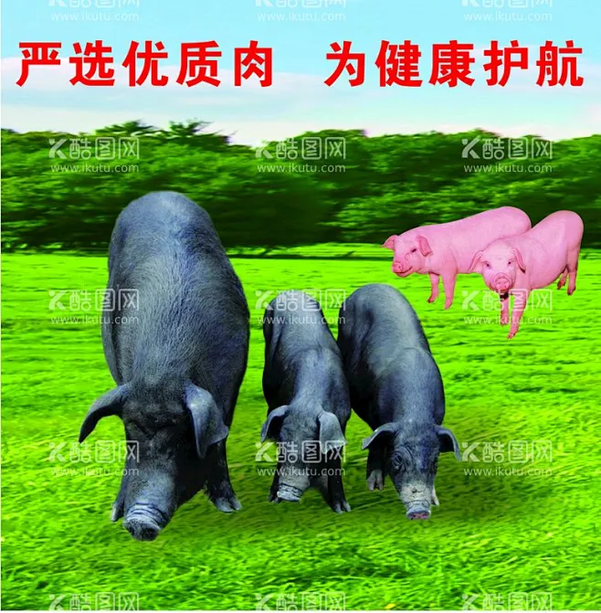 猪 - 源文件下载【酷图网】猪,黑猪,土猪,猪吃草,白猪,-花瓣网