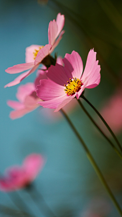 花花ing采集到花