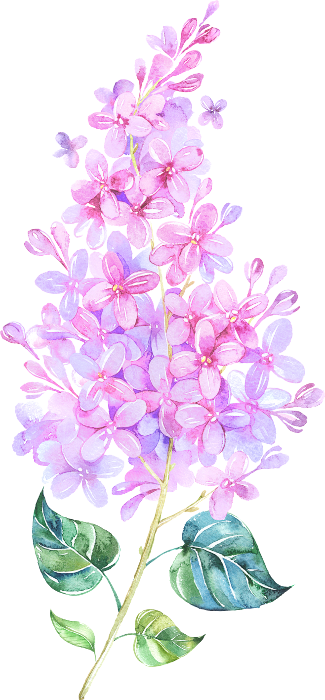 花瓣绿叶