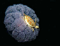 一辈子都难见的震撼图片：你见过几张   乌龟骑在水母上
