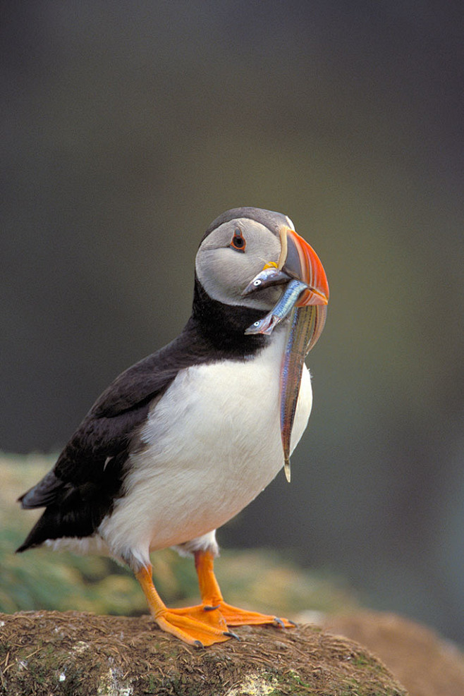 角嘴海雀鸟纲国家三级保护动物
