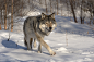 Wolf by Leif Arne Evensen on 500px