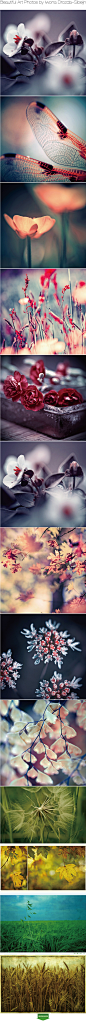 beautiful art photos by lwona drozda-sibeijn #leizingjiu设计播报#