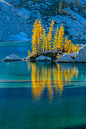 libutron:

woodendreams:

(by Lee Rentz)

Alpine Larch, Larix lyallii trees on a peninsula in Crystal Lake in The Enchantments, Cascade Range, Okanogan-Wenatchee National Forest, Washington State, US.