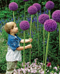 jardin paysager, fleurs inspirantes pour le jardin paysagiste