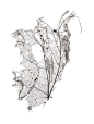 Giles Revell, Flora