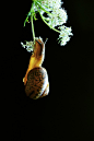 蜗牛赏花