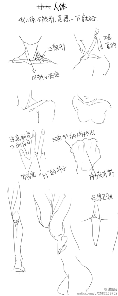 雅贤YY采集到【绘画-人体结构】肌肉