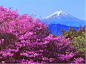 樱花掩映的富士山