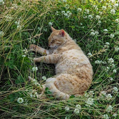 久久又九九采集到总有一天会有猫