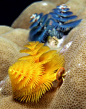 Christmas tree worms