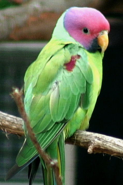 鹦形目鹦鹉科鹦鹉属紫头鹦鹉