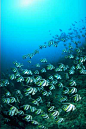百度图片搜索_海底动物图片的搜索结果 #鱼#