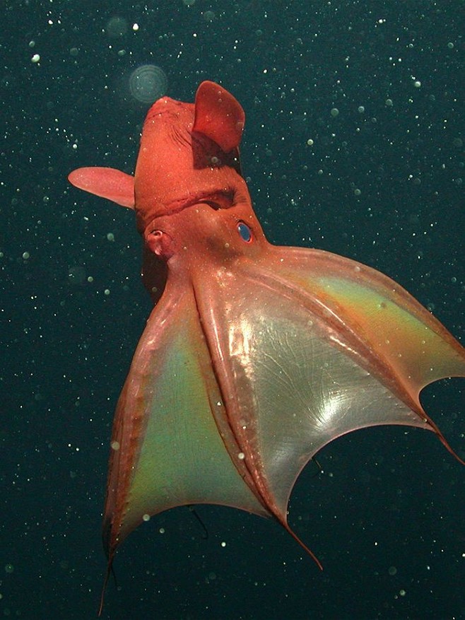 The vampire squid is...