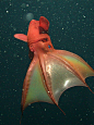 The vampire squid is neither a squid nor an ... | Under The Sea O○º