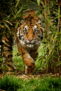 Paul Hayes在 500px 上的照片Tiger