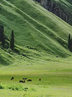 绿色壁纸｜高清背景图｜春意盎然