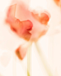 Jaded Tulip’