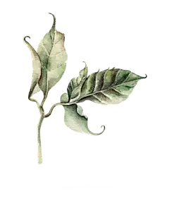 手绘花 蝴蝶 叶子 花环 钻石 花瓣 png素材