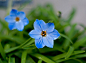 Ipheion uniflorum 。花韭。