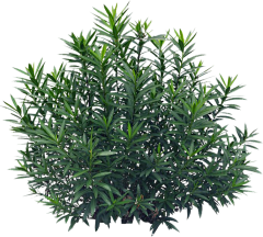 筱渥采集到W-植物素材