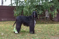 可爱的阿富汗猎犬正看着镜头。东方灵缇犬或波斯灵缇犬。宠物的动物。