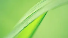 清新色调超美高清花卉壁纸桌面壁纸2
