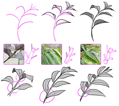 koRa8mjb采集到植物画法