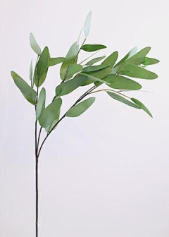 ´微微笑采集到图片-植物