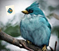 印度一名艺术家穆罕默德 拉奥夫近日为知名游戏“愤怒的小鸟”创作出小鸟们的现实版