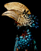 Mark Laita——罕见的鸟类标本