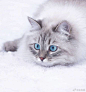 这雪地猫咪好惊艳啊！ ​​​​