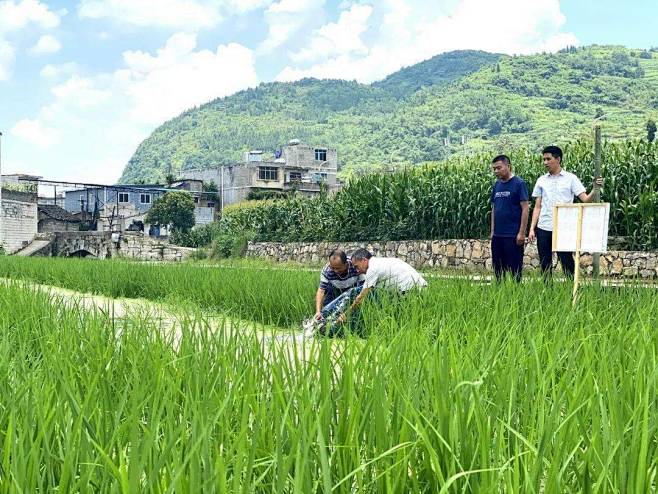 稻鱼共生 鱼粮双收_稻田 : 微风吹拂着遍野的稻田 正在稻田间的公路上“卸货” 将一条条鱼苗“送”进稻田 仁怀市大力培植特色农业 示范点稻田的 ...