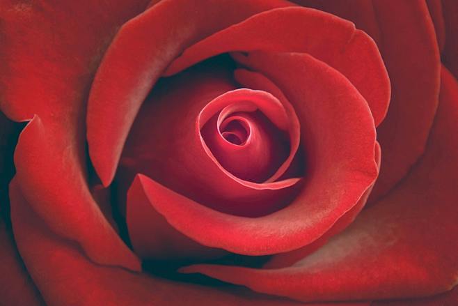 Close-Up Of Red Rose...