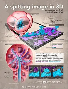 对唾液腺泡的纳米级研究 A Spitting Image in 3D - a nanoscale study of the salicary acinus  用聚焦离子束扫描电子显微镜（FIB-SEM）高分辨率捕捉唾液腺分泌的最初阶段: 细胞内分泌颗粒与细胞间小管的融合。 | Veronica Falconieri. #灵感的诞生# ​#3D# #科学插画# #医学科普#  ​​​​...展开全文c