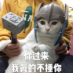 是小红喵呀采集到萌宠