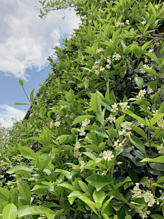 籽涵679采集到花