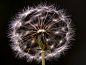 A freaky flower picture.