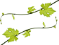 Green Grapes Png These grapes a grape vine png