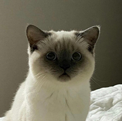 猫123584采集到欣赏--喵喵教