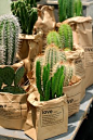 10 most common types of succulents houseplants that are alluring and easy to care.