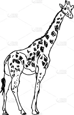 白色背景,长颈鹿,绘画插图,猴子,斑马,野生动物,狮子,象,动物,熊