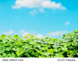 Selective focus clover leave and blue sky for  background