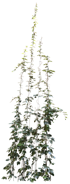OhNoNa采集到植物