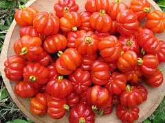 红果仔（学名：Eugenia uniflora Linn.）属桃金娘科番樱桃属，是一种小乔木，高可达5米，全株无毛，花期在春季，原产于巴西。喜湿润，不耐寒和干旱。这种植物可作为盆栽观赏的树种，也可以做成食品。