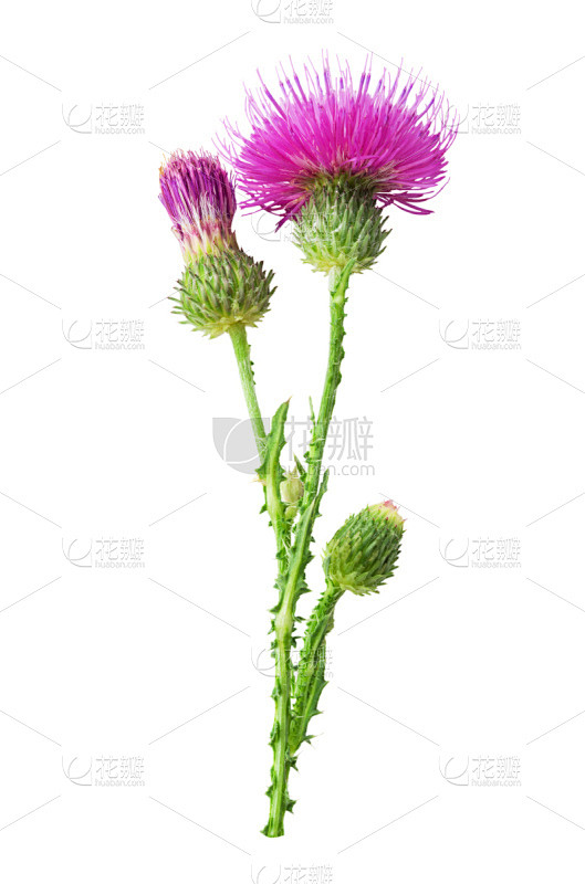花蕾,绿色,紫色,垂直画幅,尖的,无人,...