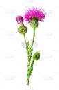 花蕾,绿色,紫色,垂直画幅,尖的,无人,荆棘,苏格兰,特写,部分